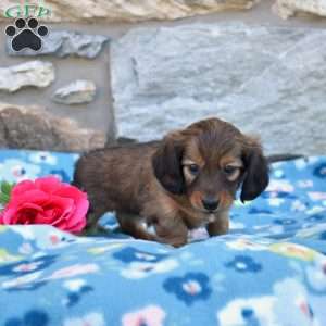 Olivia, Dachshund Puppy
